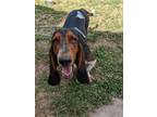 Adopt Tazz a Basset Hound / Mixed dog in Salt Lake City, UT (36775653)