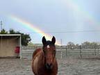 Adopt Dharma a Quarterhorse / Arabian / Mixed horse in Napa, CA (36775586)