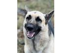 Adopt Chief a Tan/Yellow/Fawn - with Black German Shepherd Dog / Mixed dog in