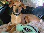 Adopt Nala a Tan/Yellow/Fawn Plott Hound / Boxer dog in Carrollton
