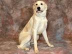 Adopt JINGLES a White Great Pyrenees / Mixed dog in West Valley, UT (36774171)