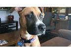 Adopt Roxy a Tan/Yellow/Fawn Black Mouth Cur / Mixed dog in Denver