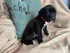 Adopt Rachael Carson Discovery a Boxer, Labrador Retriever