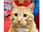 Adopt Jerry a Domestic Short Hair, Tabby