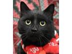 Adopt Lucy Lou a Domestic Short Hair