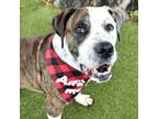 Adopt Tiger a Brown/Chocolate American Pit Bull Terrier / Boxer / Mixed dog in
