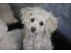 Adopt Casey a Tan/Yellow/Fawn Poodle (Miniature) / Mixed dog in Colorado