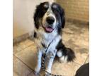 Adopt Drax a Black - with White Great Pyrenees dog in Vail, AZ (36785958)