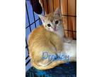 Adopt Presley a Domestic Shorthair / Mixed (short coat) cat in St.