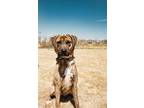 Adopt Cali a Brindle - with White Plott Hound dog in Castle Rock, CO (36785063)