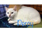 Adopt Percy a Domestic Shorthair / Mixed (short coat) cat in St.