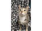 Adopt Ruthie a Domestic Shorthair / Mixed (short coat) cat in LaBelle
