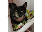 Adopt Shadow a Domestic Shorthair / Mixed (short coat) cat in LaBelle