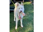Adopt *YETI a White Husky / Alaskan Malamute / Mixed dog in Fremont