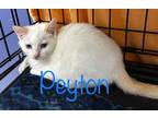 Adopt Peyton a Domestic Shorthair / Mixed (short coat) cat in St.