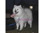 Samoyed Puppy for sale in Curtiss, WI, USA