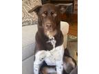 Adopt Rocco a Labrador Retriever, Australian Cattle Dog / Blue Heeler