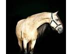 Gorgeous Warlander mare