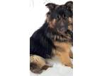 Adopt Dog #2 a Black - with Tan, Yellow or Fawn German Shepherd Dog / Mixed dog