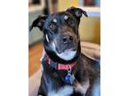 Adopt Bubba a Black - with Tan, Yellow or Fawn Rottweiler / Mixed Breed (Medium)