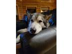 Adopt Balto a Black - with White Alaskan Malamute / Mixed dog in Idaho Springs