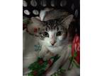 Adopt Tinkerbell a Calico or Dilute Calico Domestic Shorthair (short coat) cat