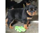 Rottweiler Puppy for sale in Buskirk, NY, USA