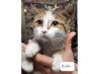 Adopt Koko a Domestic Shorthair / Mixed (short coat) cat in El Dorado