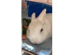 Adopt Poppie a White Other/Unknown / Other/Unknown / Mixed rabbit in Key West