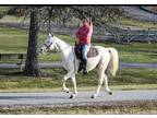 15HH Novice Save Trail Horse Deluxe