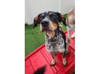 Adopt Misters a Bluetick Coonhound, Beagle