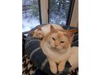 Adopt Laurel and Hardy a Siamese