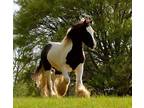 Gypsie proven Stallion for sale