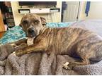Adopt Lilly a Brindle - with White Basset Hound / Boxer dog in Boulder