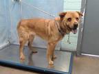 Adopt GERALDINE a Brown/Chocolate - with Tan Chow Chow / Jindo / Mixed dog in