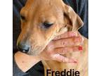Rhodesian Ridgeback Puppy for sale in Charleston, SC, USA