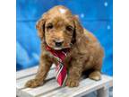 Goldendoodle Puppy for sale in Columbus, MT, USA