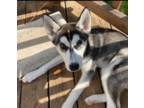 Siberian Husky Puppy for sale in Wentzville, MO, USA