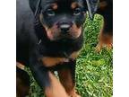 Rottweiler Puppy for sale in Richmond, VA, USA