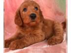 Goldendoodle PUPPY FOR SALE ADN-520047 - F1 goldendoodle puppies ready now