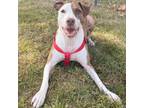 Adopt Nyla a White - with Tan, Yellow or Fawn Pit Bull Terrier / Cattle Dog /