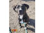 Adopt DARLING a Black - with White American Pit Bull Terrier / Mixed dog in