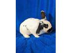 Adopt Penguin a White Other/Unknown / Other/Unknown / Mixed rabbit in Moncton