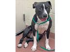 Adopt ODETTE a Black - with White American Staffordshire Terrier / Mixed dog in