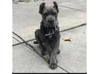 Cane Corso Puppy for sale in East Setauket, NY, USA