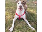 Adopt Nyla a Pit Bull Terrier, Cattle Dog