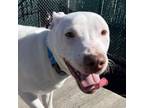 Adopt Blanco a Pit Bull Terrier
