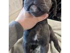 Cane Corso Puppy for sale in Yelm, WA, USA