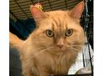 Adopt Abby a Orange or Red Domestic Longhair / Mixed (long coat) cat in