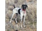 German Shorthaired Pointer Puppy for sale in Hesperia, CA, USA